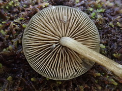 Simocybe phlebophora