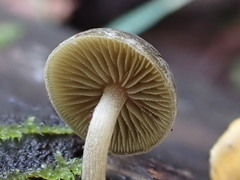 Simocybe phlebophora