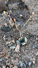 Atrichoseris platyphylla