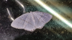 Micronidia intermedia