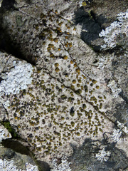 Caloplaca litoricola