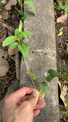 Paederia foetida