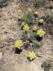 Lomatium dasycarpum dasycarpum