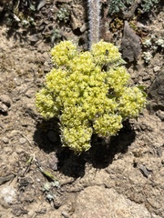 Lomatium dasycarpum dasycarpum