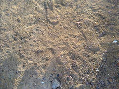 Paraechinus aethiopicus