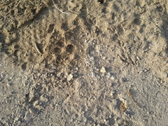 Paraechinus aethiopicus