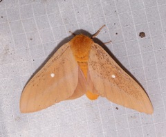 Anisota oslari