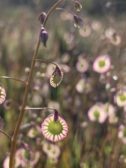 Thysanocarpus radians
