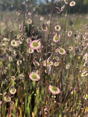 Thysanocarpus radians
