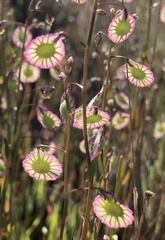 Thysanocarpus radians