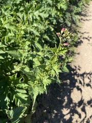 Scrophularia californica