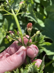 Scrophularia californica