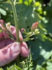Scrophularia californica
