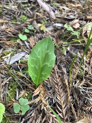 Erythronium revolutum