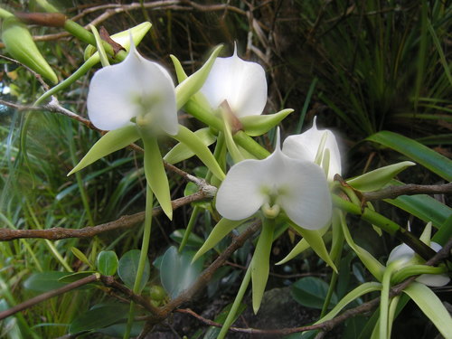 Ivory-Colored Angraecum