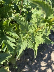 Scrophularia californica