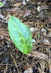 Erythronium revolutum