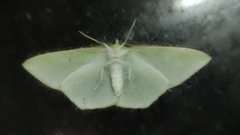 Tanaoctenia haliaria