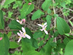 Lonicera × bella