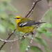 Blue-winged and Golden-winged Warblers - Photo (c) Jamie Chavez, some rights reserved (CC BY-NC)