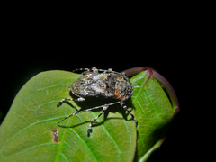 Lagocheirus binumeratus