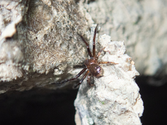 Pycnaxis