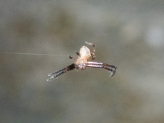 Pycnaxis