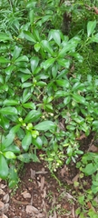 Psychotria daphnoides