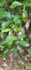 Psychotria daphnoides
