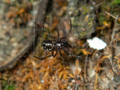 Steatoda cingulata
