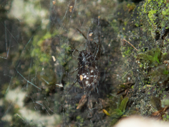 Steatoda cingulata