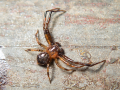 Pycnaxis