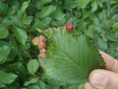 Tetraneura