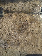 Paraechinus aethiopicus