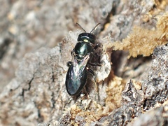 Euryglossinae