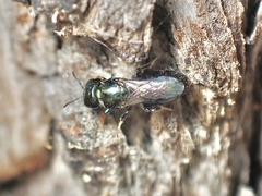 Euryglossinae