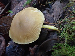 Pluteus hubregtseorum