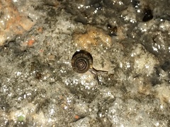 Kaliella depressa