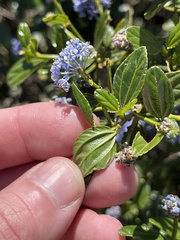 Ceanothus thyrsiflorus thyrsiflorus
