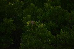 Melospiza melodia