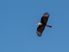 Caracara plancus