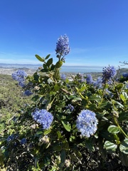 Ceanothus thyrsiflorus thyrsiflorus