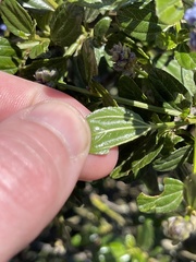 Ceanothus thyrsiflorus thyrsiflorus