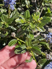 Ceanothus thyrsiflorus thyrsiflorus