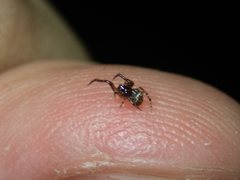 Parasteatoda cingulata