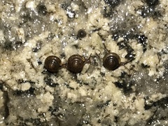Kaliella depressa