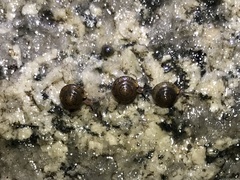 Kaliella depressa