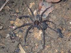 Heteropoda amphora
