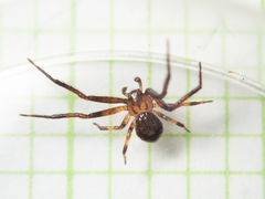 Pycnaxis