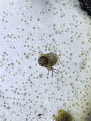 Kaliella depressa